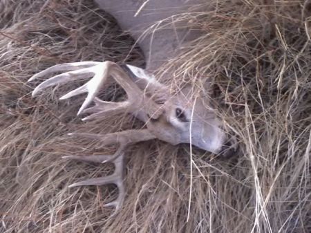 My 2009 Non typical Wyoming Whitetail buck.