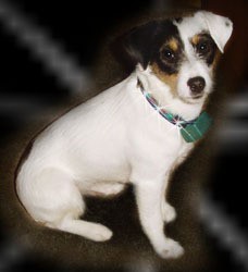 Jackie the Jack Russell