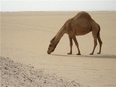 sand dog