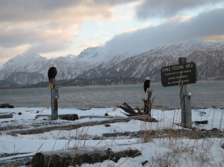 Eagle Viewing in Homer Alaska