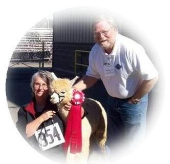 Our first alpaca show