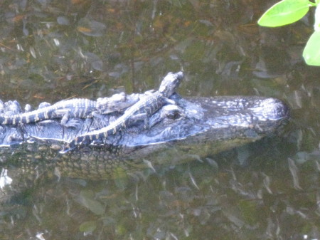 mama gator