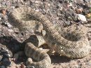 rattle snake at our camp site