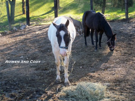 My farm pets