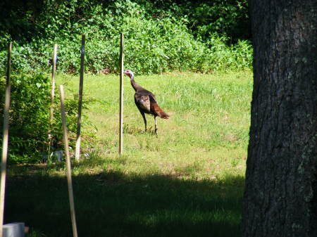 Wild Turkey, of the wrong kind!!