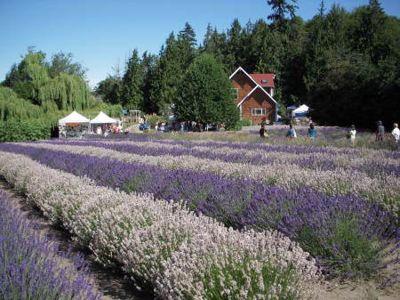 Sequim Lavender Festival