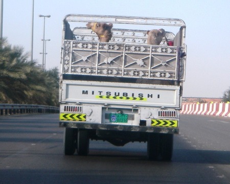 The Camel Truck!