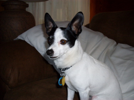 Senior' Chihuahua
