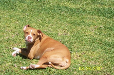 My wonderful dog Darla sunbathing....