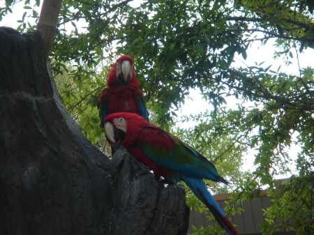 hANGING OUT WITH THE PARROTS