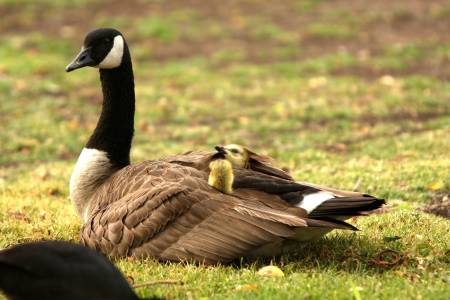 Safety under mom's wings