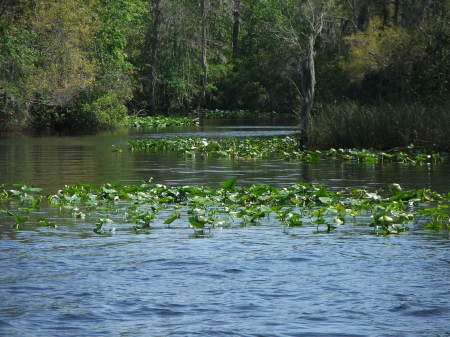 Suwannee River, Florida