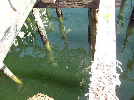 School of Herring at George Inlet Cannery