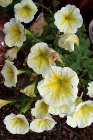 Yellow and white petunias