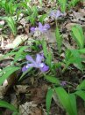 Pretty purple flowers...???