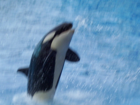 Shamu taking in the applause....