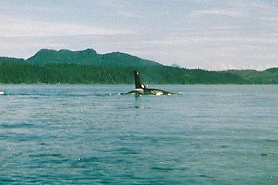 Male Orca whale