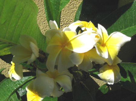 Yellow Plumeria