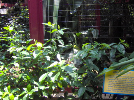 Animal Kingdom_008