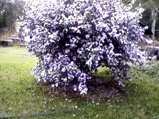 'Small bush in flower