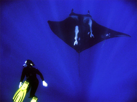 Manta Ray 2009