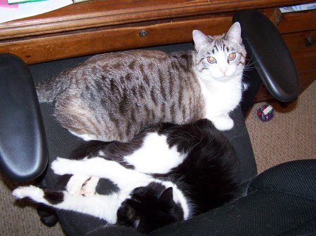 RESCUE:Mooshoo(gray)& MrPiper (blk&white)