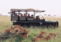 African Safari