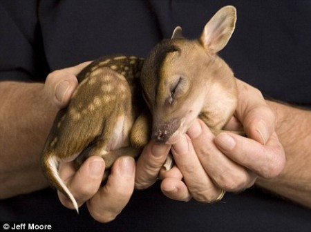 Baby deer 3