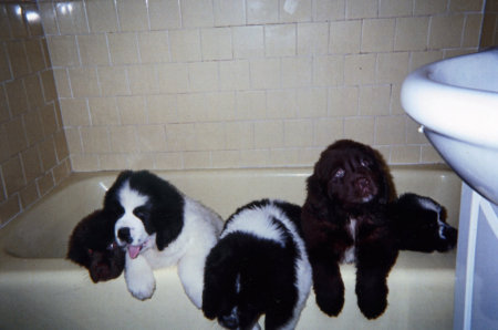 Baby Newfy's getting their Saturday bath.