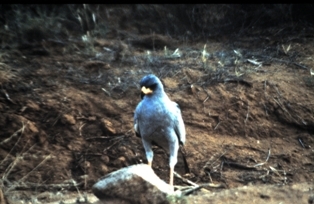 Masai Mara Kenya - 1983