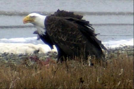Eagle 2006