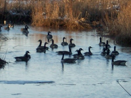 The Geese of Matawan Creek