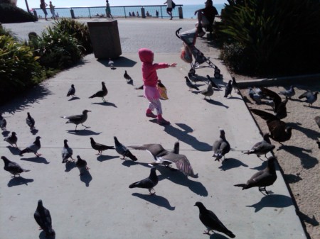 feedin the birds at Main Beach