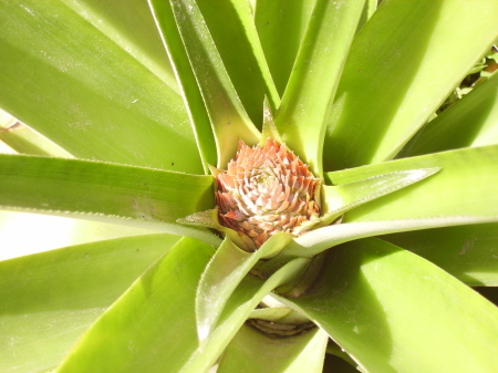 first pineapples