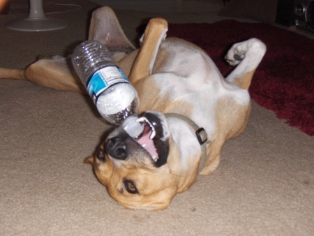 My dog Lucy on the bottle