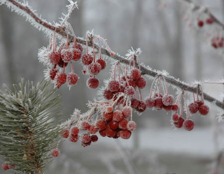 Christmas Berries