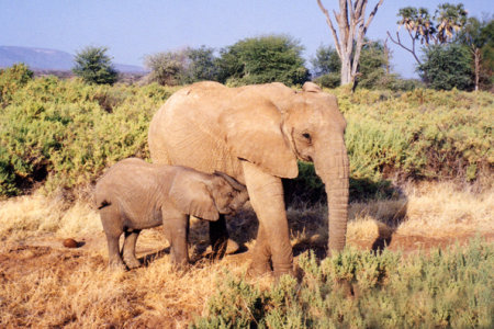 Baby elephant suckling from mom (Tanzania)