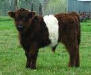 Anya-my 9 month old Belted Galloway