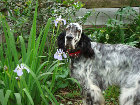 Ali- The English Setter!