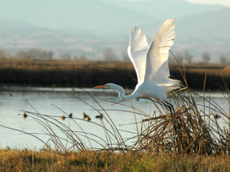 egret