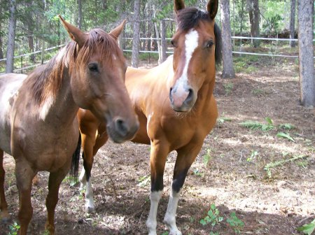(L)Mike's horse, Red/(R)Suzy's horse, Buddy