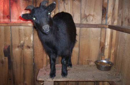 Wilson, another pet goat