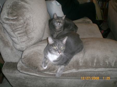our cats, Tabitha and Smokey
