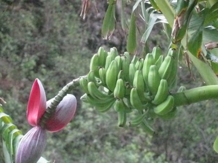 Banana Tree  EOW Valley