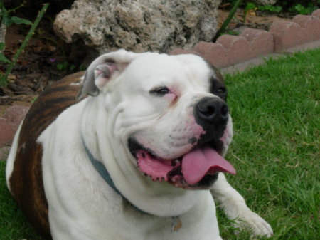 Chancy  our American Bulldog