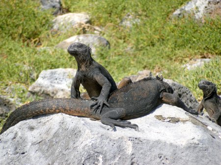 Marine Iguanas Warming in the Sun