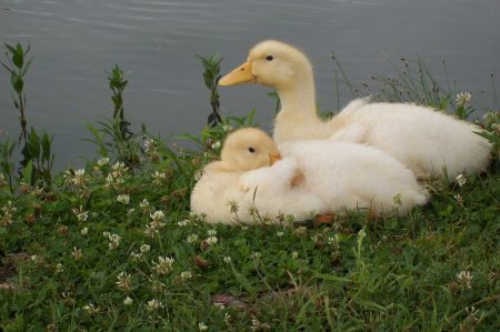 LITTLE CHICKS