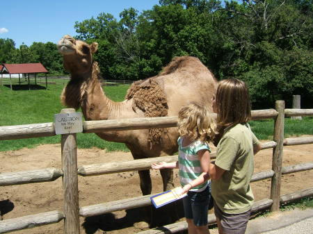 Granddaughters feeding camels at Grant's farm