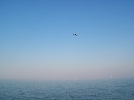 Bird flying against multi colored sky