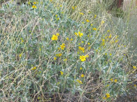 wild flowers on turd mountain